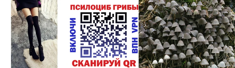 Купить где  Верея  Псилоцибиновые грибы Cubensis 
